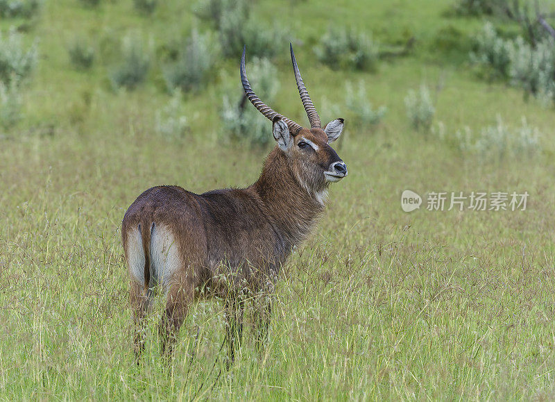 defassa waterbuck (Kobus ellipsiprymnus defassa)是广泛分布于撒哈拉以南非洲的一种大型羚羊。